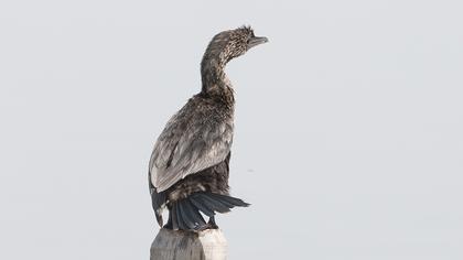 Pygmy Cormorant