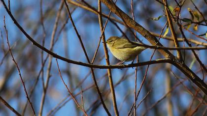 Common Chiffchaff