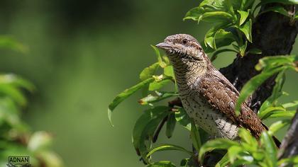 Eurasian Wryneck