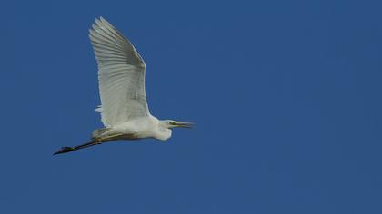 Büyük ak balıkçıl