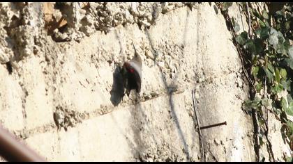 Duvar tırmaşıkkuşu