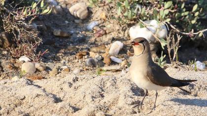 Bataklıkkırlangıcı