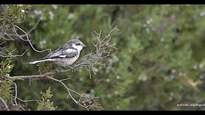 Maskeli örümcekkuşu