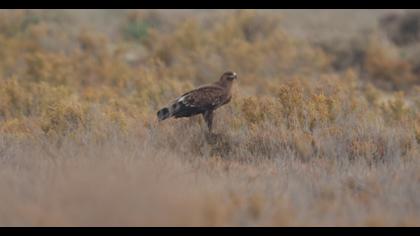 Büyük orman kartalı
