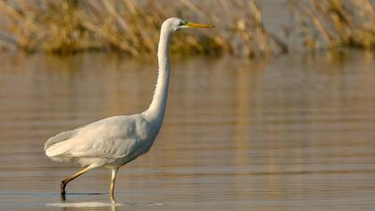 Büyük ak balıkçıl