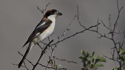 Kızılbaşlı örümcekkuşu