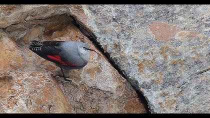 Duvar tırmaşıkkuşu