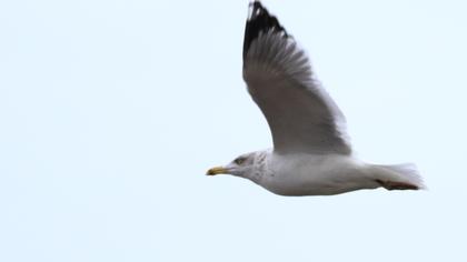Kuzey gümüş martı