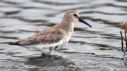 Karakarınlı kumkuşu