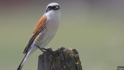 Kızılsırtlı örümcekkuşu