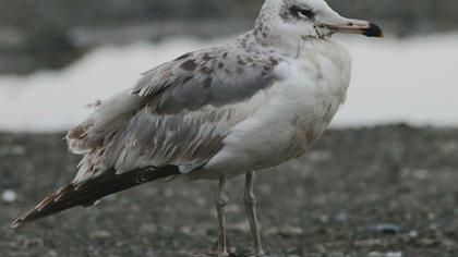 Büyük karabaş martı