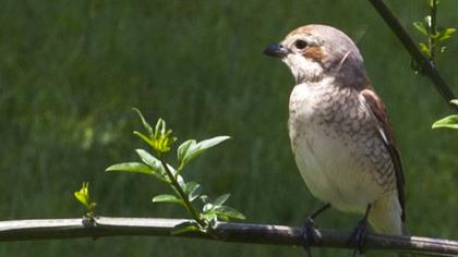 Kızılsırtlı örümcekkuşu