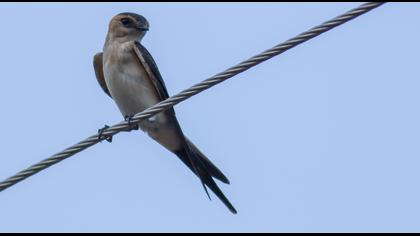 Kızıl kırlangıç