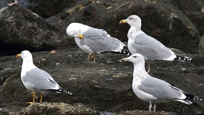 Kuzey gümüş martı