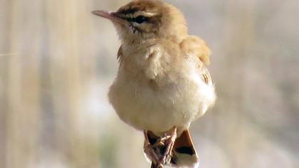 Rufous-tailed Scrub Robin