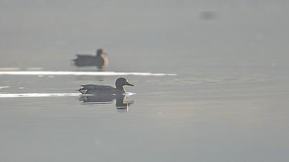 Eurasian Teal