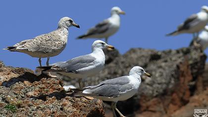 Armenian Gull