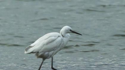 Küçük ak balıkçıl