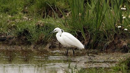 Küçük ak balıkçıl