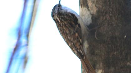 Orman tırmaşıkkuşu