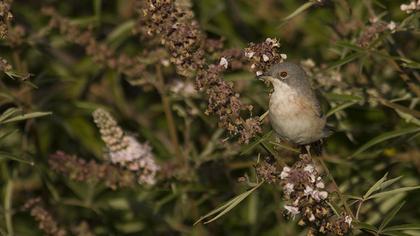 Bıyıklı ötleğen
