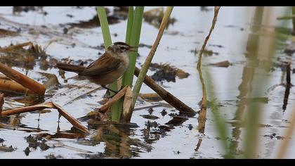 Bıyıklı kamışçın