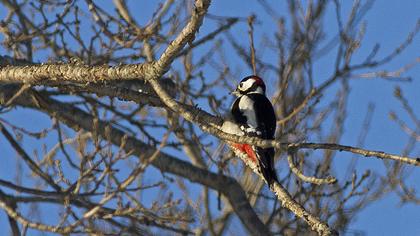 Orman alaca ağaçkakanı