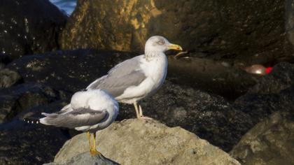 Kuzey gümüş martı