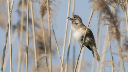Büyük kamışçın