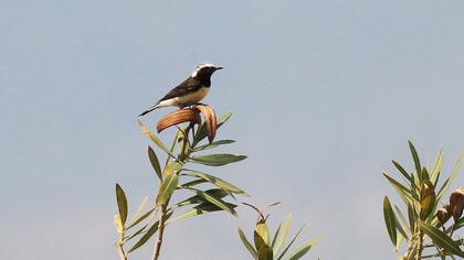 Kıbrıs kuyrukkakanı