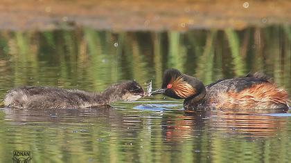 Karaboyunlu batağan