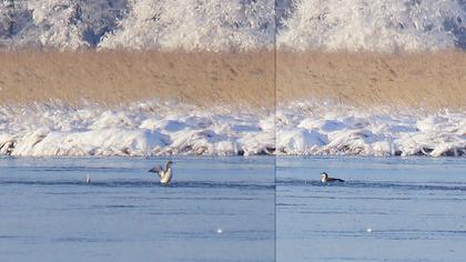 Karagerdanlı dalgıç