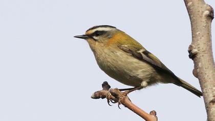 Sürmeli çalıkuşu