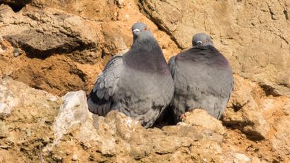 Kaya güvercini