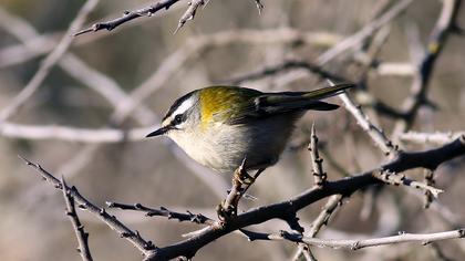 Sürmeli çalıkuşu