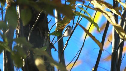 Uzunkuyruklu baştankara