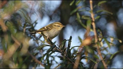 Sarıkaşlı çıvgın