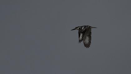 Alaca yalıçapkını