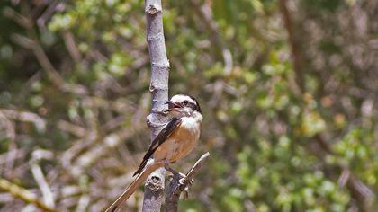 Maskeli örümcekkuşu