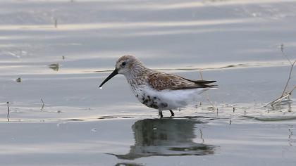 Dunlin