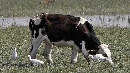 Sığır balıkçılı