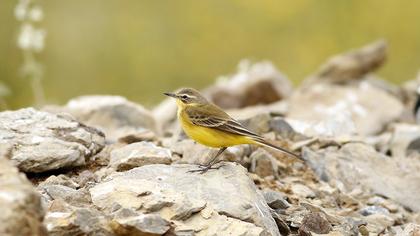 Sarı kuyruksallayan