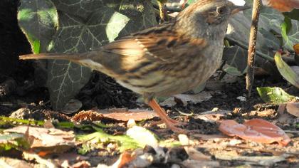 Dunnock