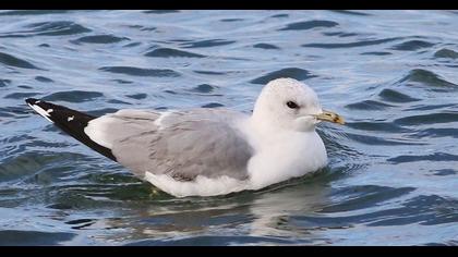Küçük gümüş martı