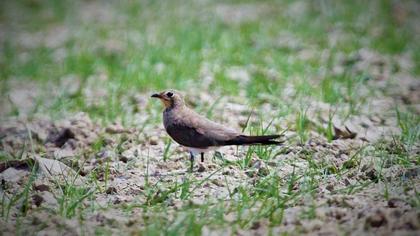 Bataklıkkırlangıcı
