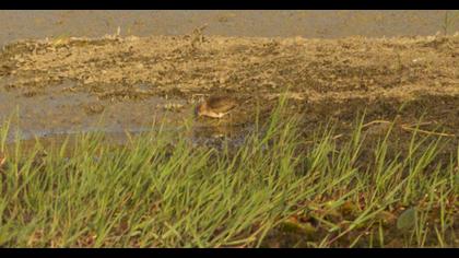 Sarıbacaklı kumkuşu