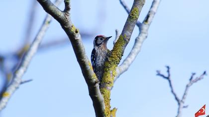 Küçük ağaçkakan