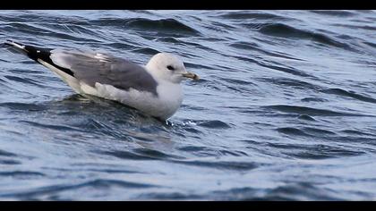 Küçük gümüş martı