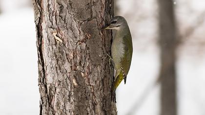Küçük yeşil ağaçkakan