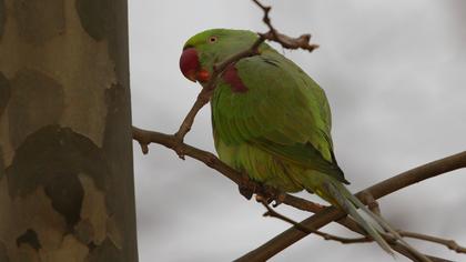 İskender papağanı